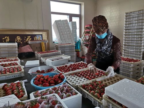 千金鄉草莓 春日的甜蜜饋贈，帶來新鮮水果零售新體驗