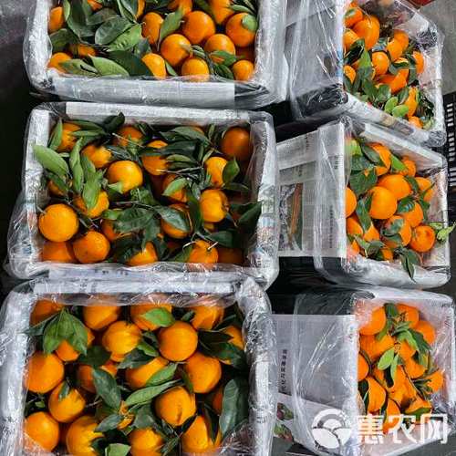 奉節(jié)臍橙批發(fā)新季上市 現(xiàn)摘現(xiàn)發(fā)，產(chǎn)地直供價(jià)2.6元/斤
